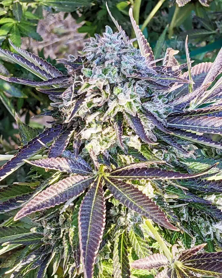 Blueberry Fast Flowering Seeds3