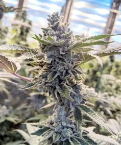 Girl Scout Cookies Seeds (GSC),.