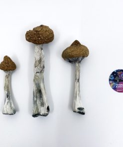 Super Thai Magic Mushrooms1