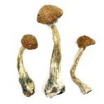 Wavy Z’s Magic Mushrooms (Wavy Shrooms)1